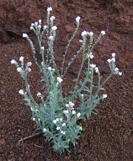 Detailed Picture 4 of Prickly Popcorn Flower