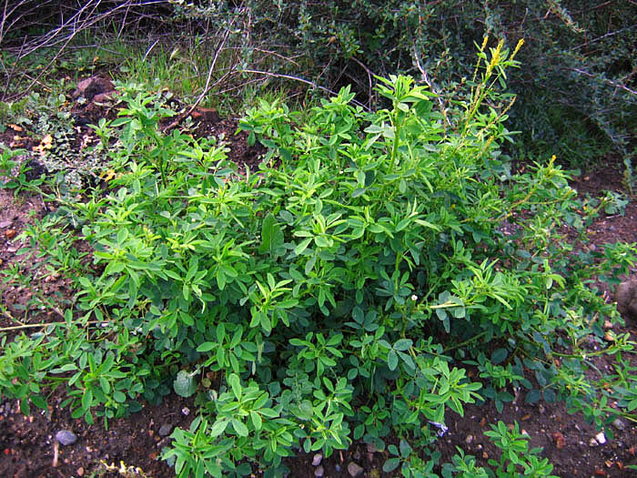 Detailed Picture 5 of Yellow Sweet Clover