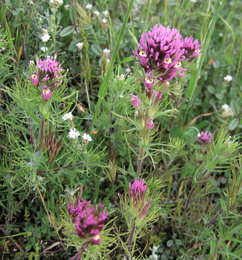 Detailed Picture 4 of Purple Owl's Clover