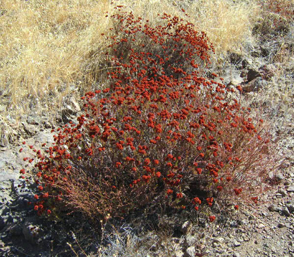 Detailed Picture 9 of California Buckwheat