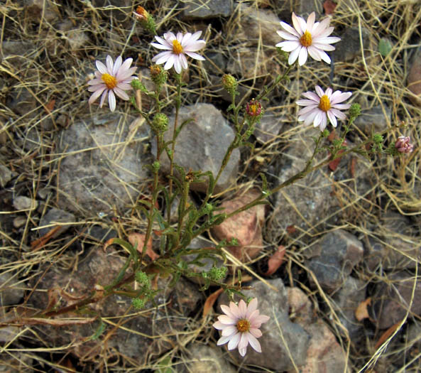 Detailed Picture 7 of Woolly Aster