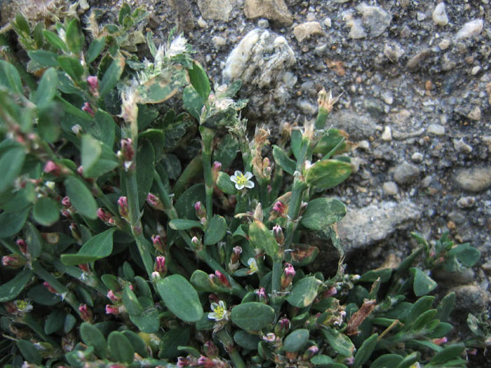 Detailed Picture 3 of Common Knotweed