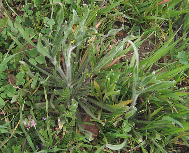 Detailed Picture 4 of Small-Flowered Fiddleneck