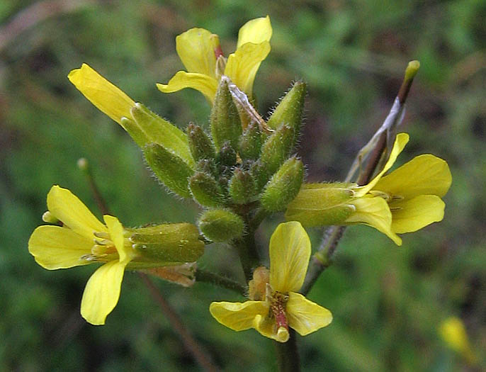 Detailed Picture 2 of Oriental Mustard