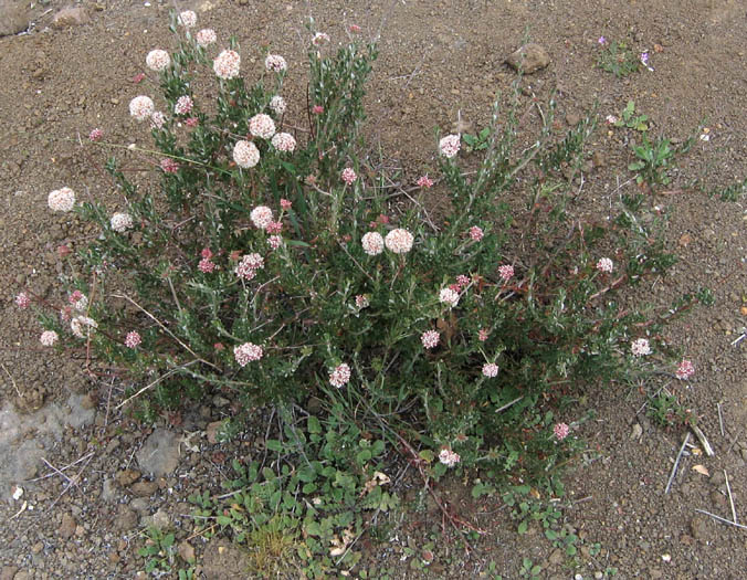 Detailed Picture 6 of California Buckwheat