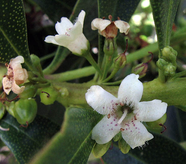 Detailed Picture 3 of Myoporum