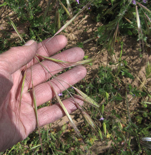 Detailed Picture 2 of Ripgut Grass