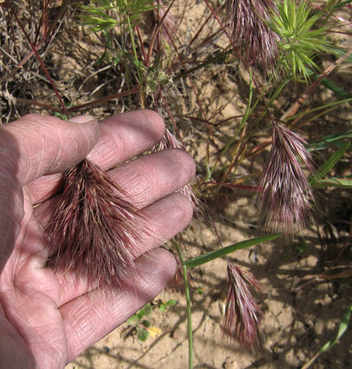 Detailed Picture 2 of Red Brome