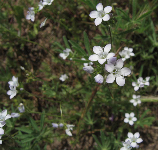 Detailed Picture 4 of Angel's Gilia