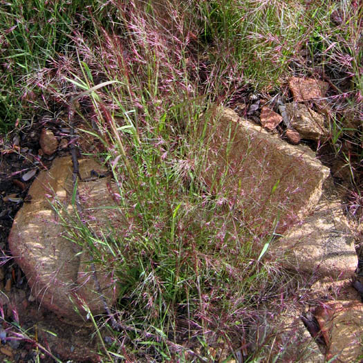 Detailed Picture 7 of Littleseed Muhly