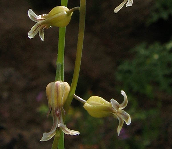 Detailed Picture 4 of Jewel Flower