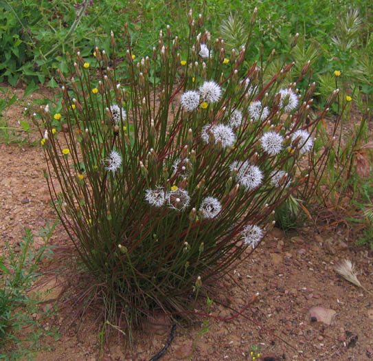 Detailed Picture 5 of Silver Puffs