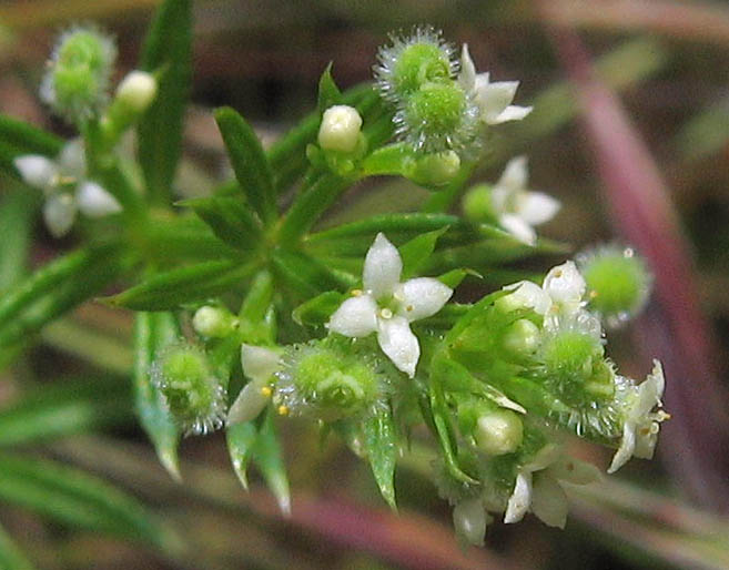 Detailed Picture 2 of Annual Bedstraw