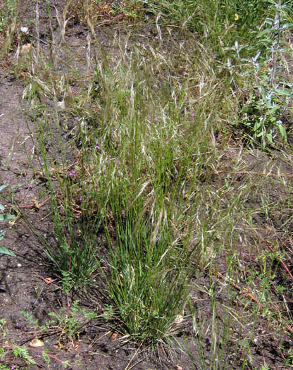 Detailed Picture 2 of Foothill Needlegrass