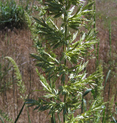 Detailed Picture 2 of Giant Wild Rye