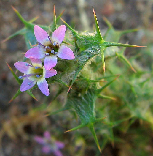 Detailed Picture 1 of Hooked Navarretia