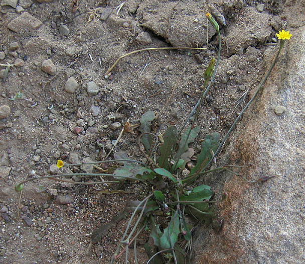 Detailed Picture 4 of Annual Cat's Ear