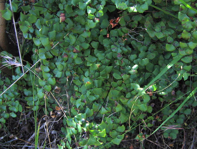 Detailed Picture 2 of Maiden-hair Fern