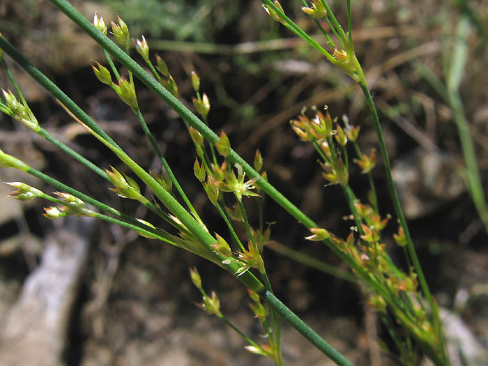 Detailed Picture 2 of Mariposa Rush