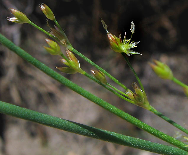 Detailed Picture 1 of Mariposa Rush