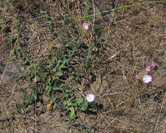 Detailed Picture 6 of Bindweed