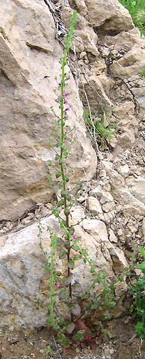 Detailed Picture 4 of Violet Snapdragon