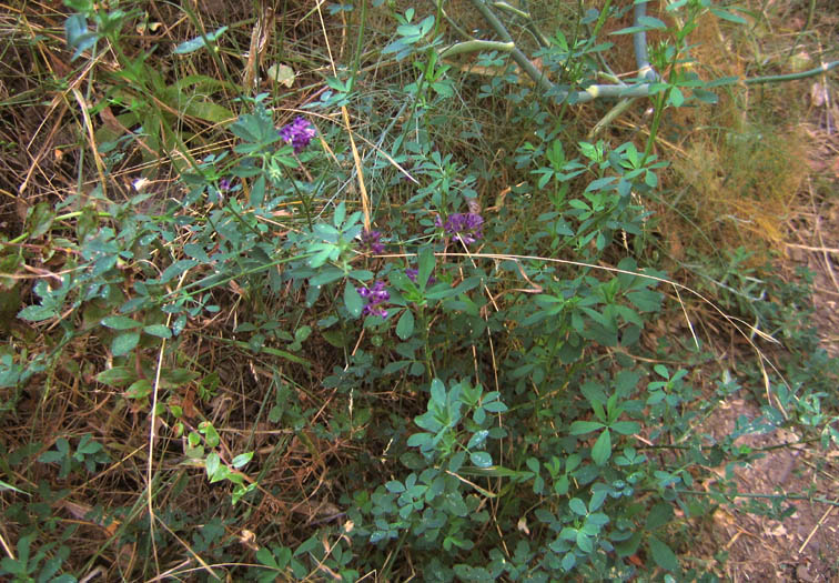 Detailed Picture 4 of Alfalfa