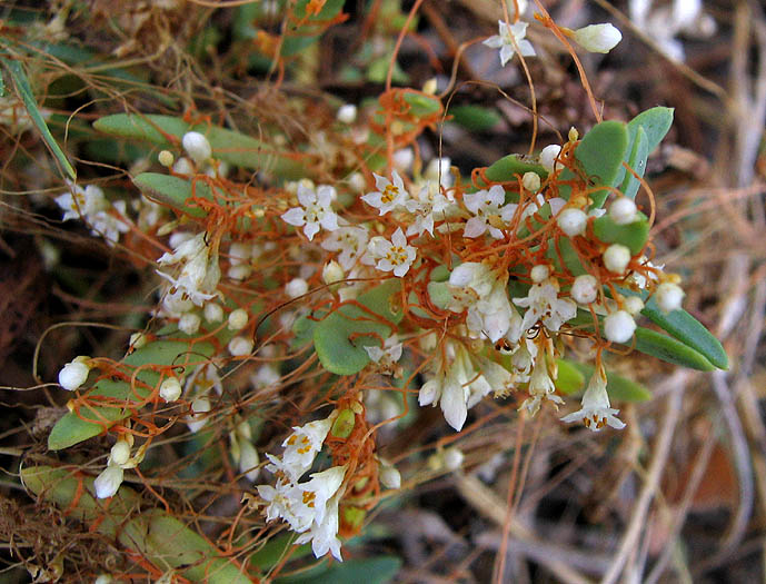 Detailed Picture 3 of Saltmarsh Dodder