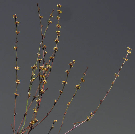 Detailed Picture 4 of Slender Buckwheat