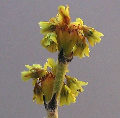 Detailed Picture 1 of Slender Buckwheat