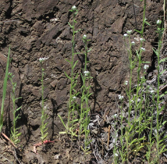 Detailed Picture 3 of White Forget-me-not