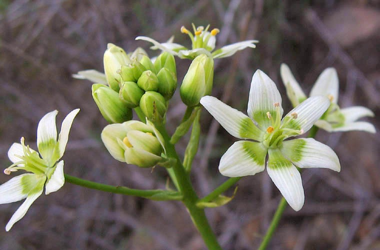 Detailed Picture 4 of Star-lily