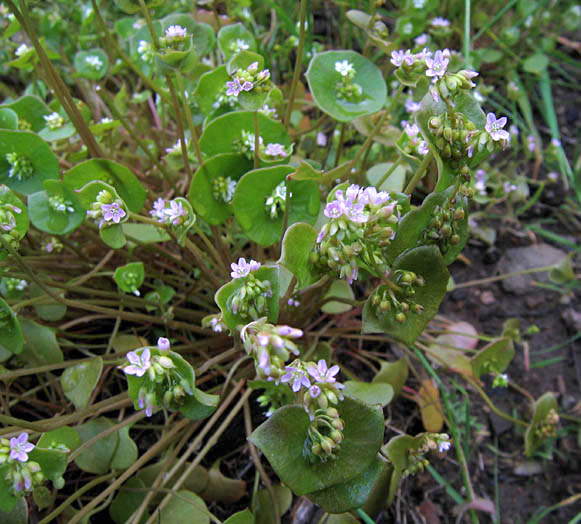 Detailed Picture 4 of Miner's Lettuce