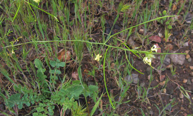 Detailed Picture 4 of Oriental Mustard