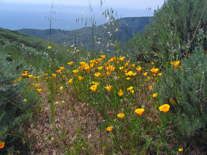 Detailed Picture 7 of California Poppy