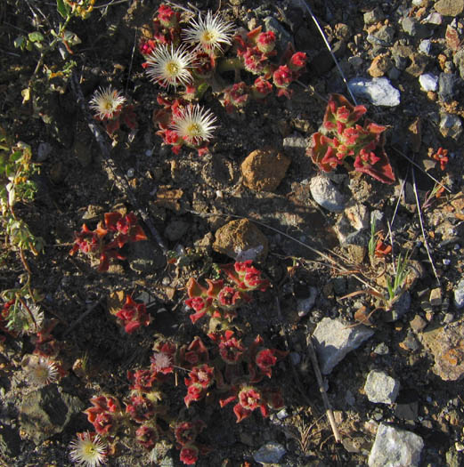 Detailed Picture 5 of Crystalline Iceplant