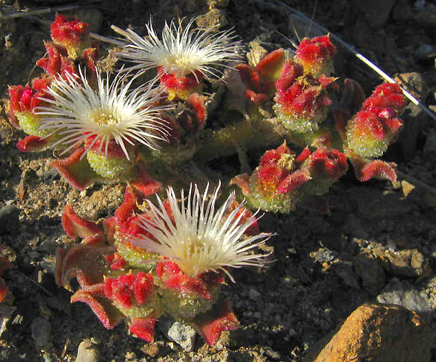 Detailed Picture 3 of Crystalline Iceplant