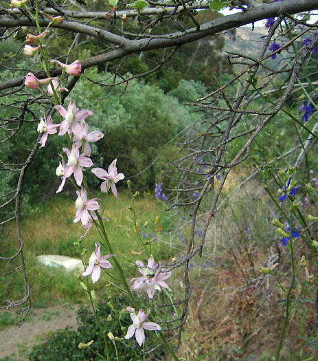 Detailed Picture 9 of Parry's Larkspur