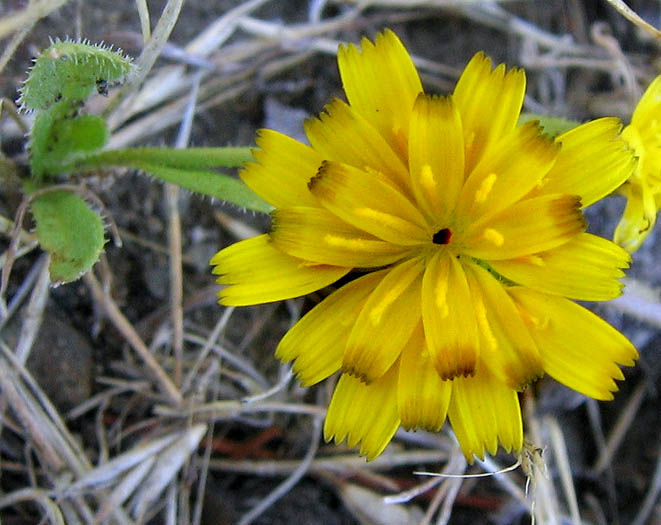 Detailed Picture 1 of Hedypnois