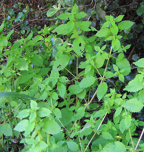 Detailed Picture 4 of Annual Stinging Nettle