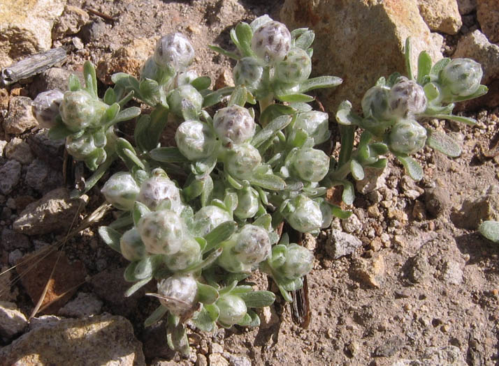 Detailed Picture 3 of Everlasting Nest-straw