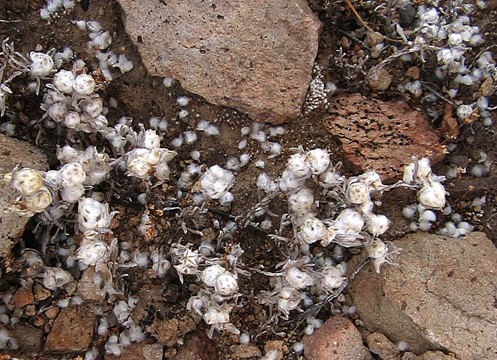 Detailed Picture 6 of Everlasting Nest-straw