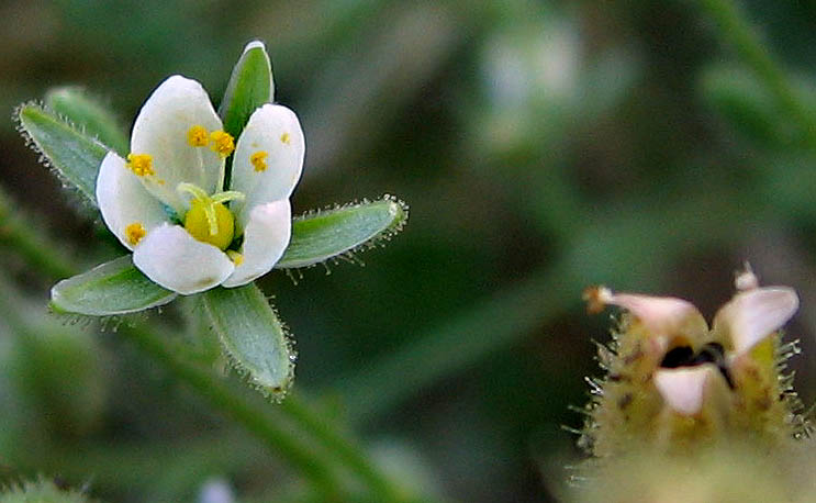 Detailed Picture 1 of Hairy Sandspurry