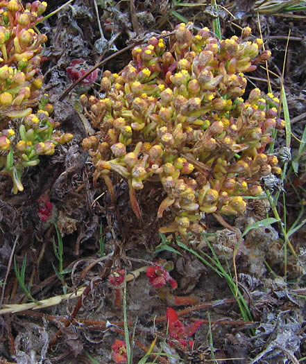 Detailed Picture 3 of Coast Weed