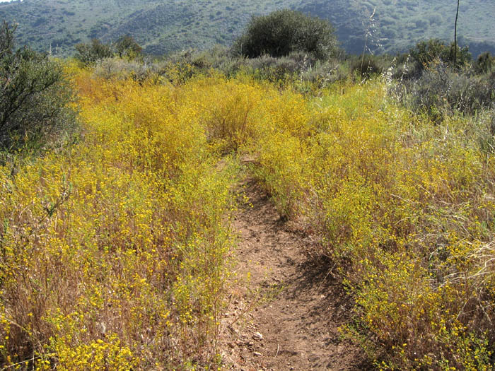 Detailed Picture 7 of Slender Tarweed