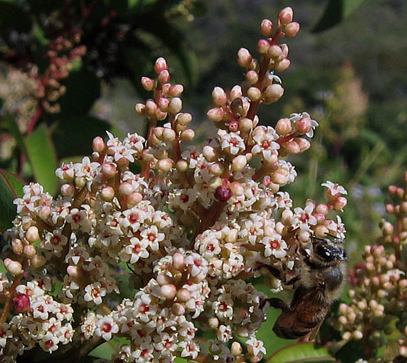 Detailed Picture 4 of Laurel Sumac