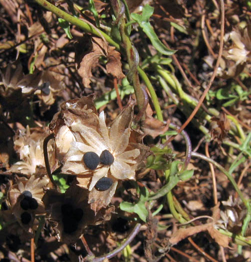 Detailed Picture 7 of Wild Morning Glory