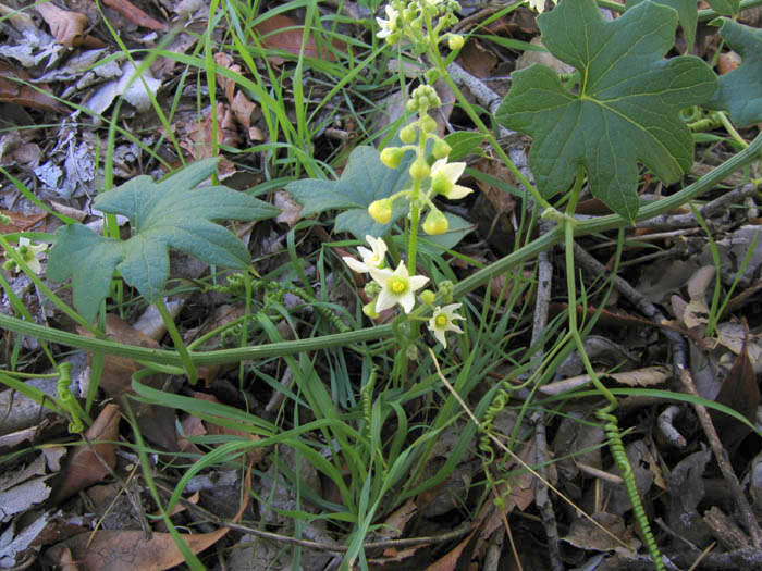 Detailed Picture 3 of Wild Cucumber