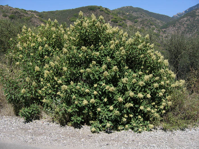 Detailed Picture 7 of Laurel Sumac