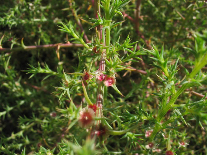 Detailed Picture 5 of Southern Russian Thistle